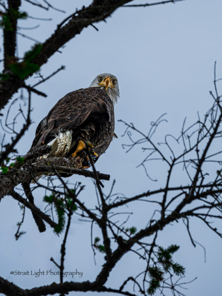 img-09-free-img.jpg eagle