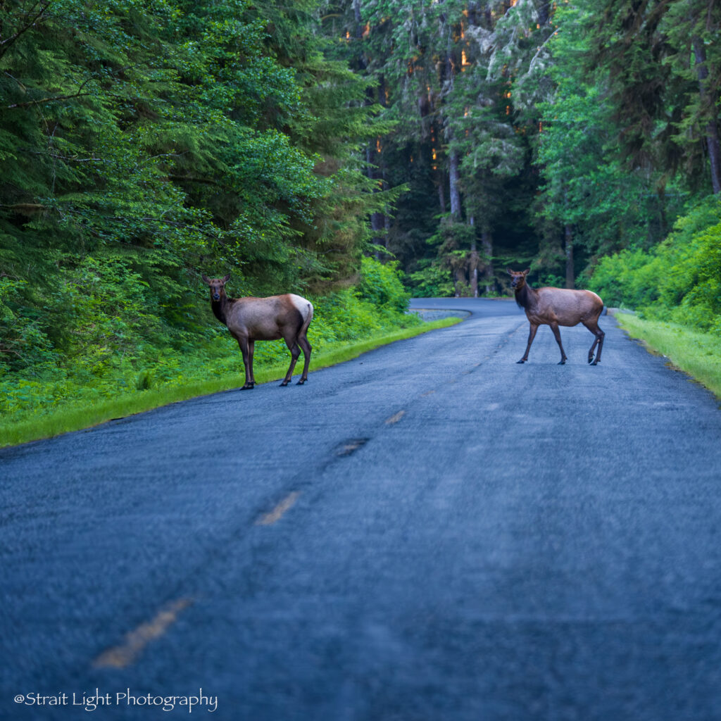 img-09-free-img.jpg elk